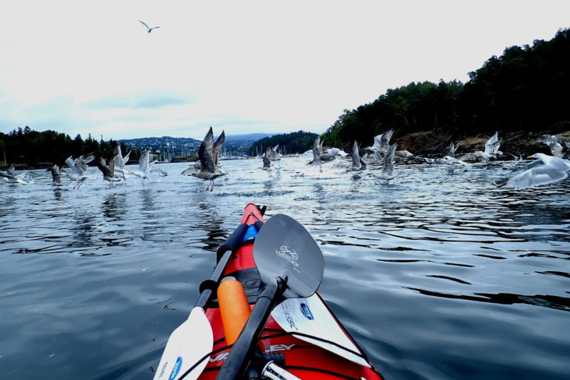 Birds take off from the sea in front of kayak. Photo