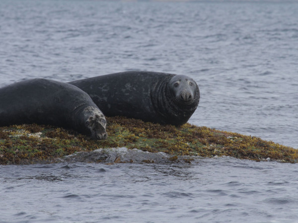 Seals resting ashore. Photo