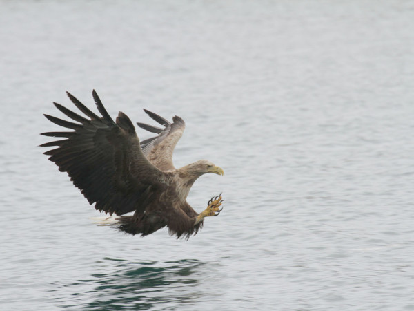 Sea eagle hunting for fish. Photo