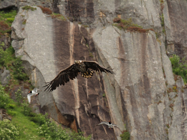 Sea eagle flying. Photo