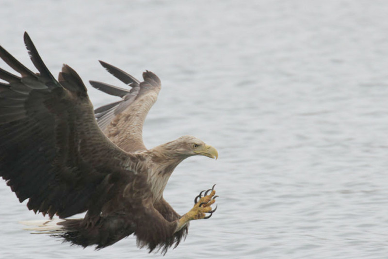 A sea eagle hunting for fish. Photo