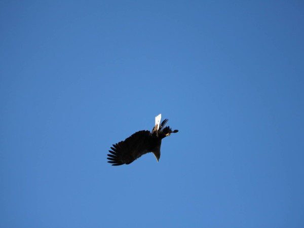 A sea eagle up in the air. Photo