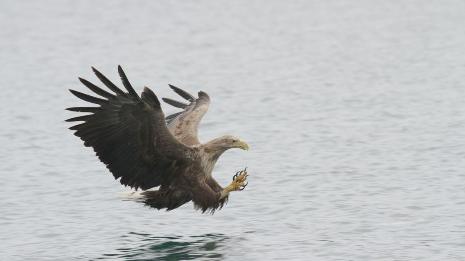 A sea eagle hunting for fish. Photo