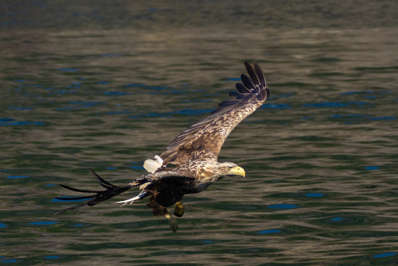 Close up of a sea eagle flying. Photo